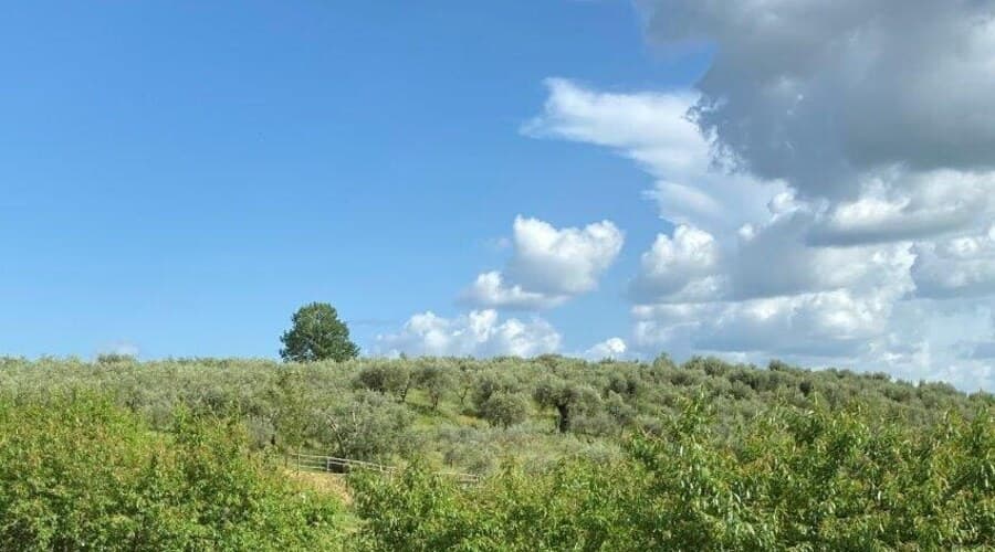 A view of an Umbrian hillside planted with olive trees, a single tree standing on the ridge line against a blue sky full of white clouds