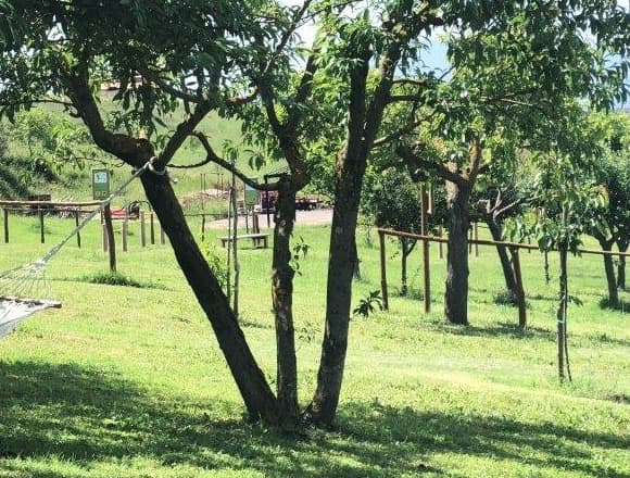 Fruit trees in a hillside orchard, with a wooden fence and the first Umbrian hill visible in the background