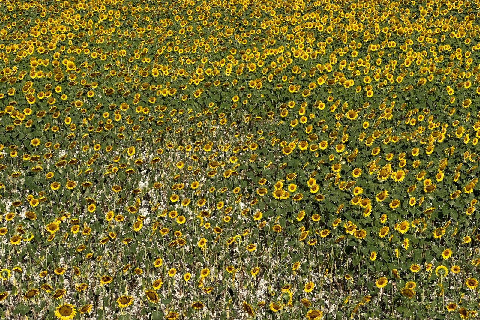 A field of sunflowers in bloom under a summer sky, in the countryside around the lake