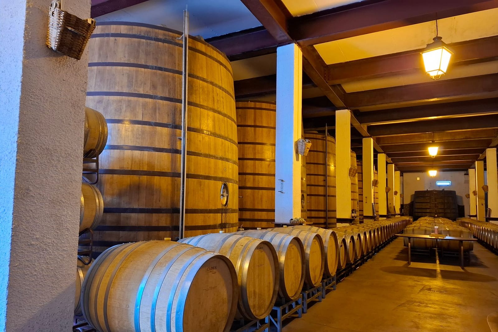 An underground cellar with oak barrels lined up along the brick vault
