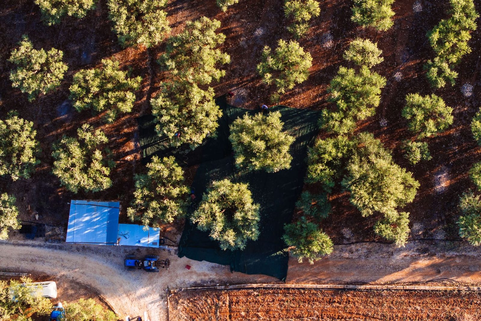 Olives gathered in nets spread under the trees, blue crates beside them