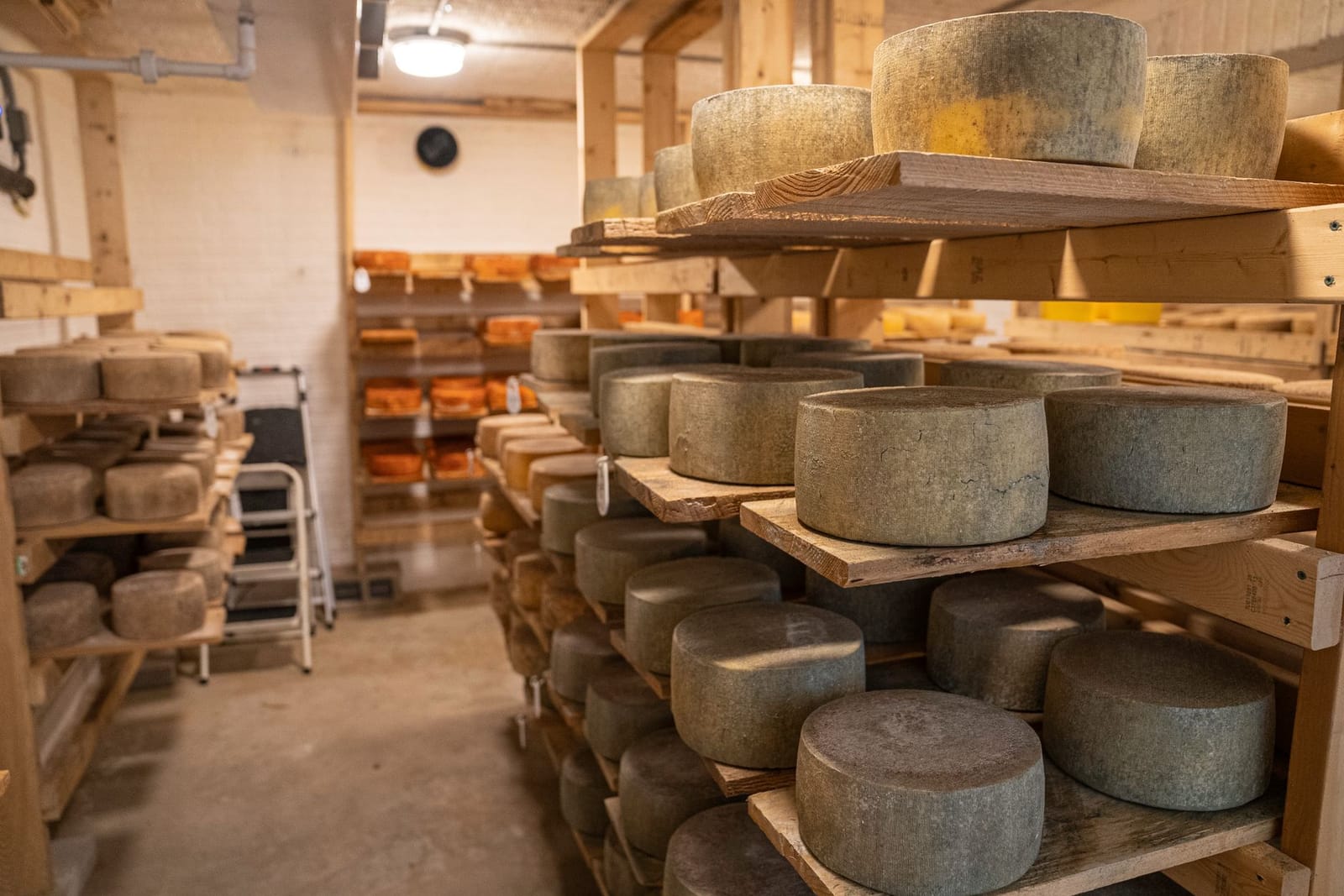 Ruedas de pecorino secándose en las tablas de madera de una sala de curación