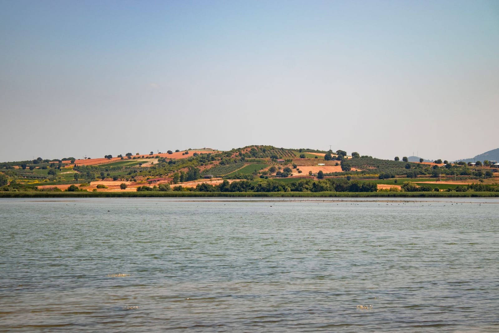 The low shore of Lake Trasimeno, reed beds in the foreground and hills planted with olives behind