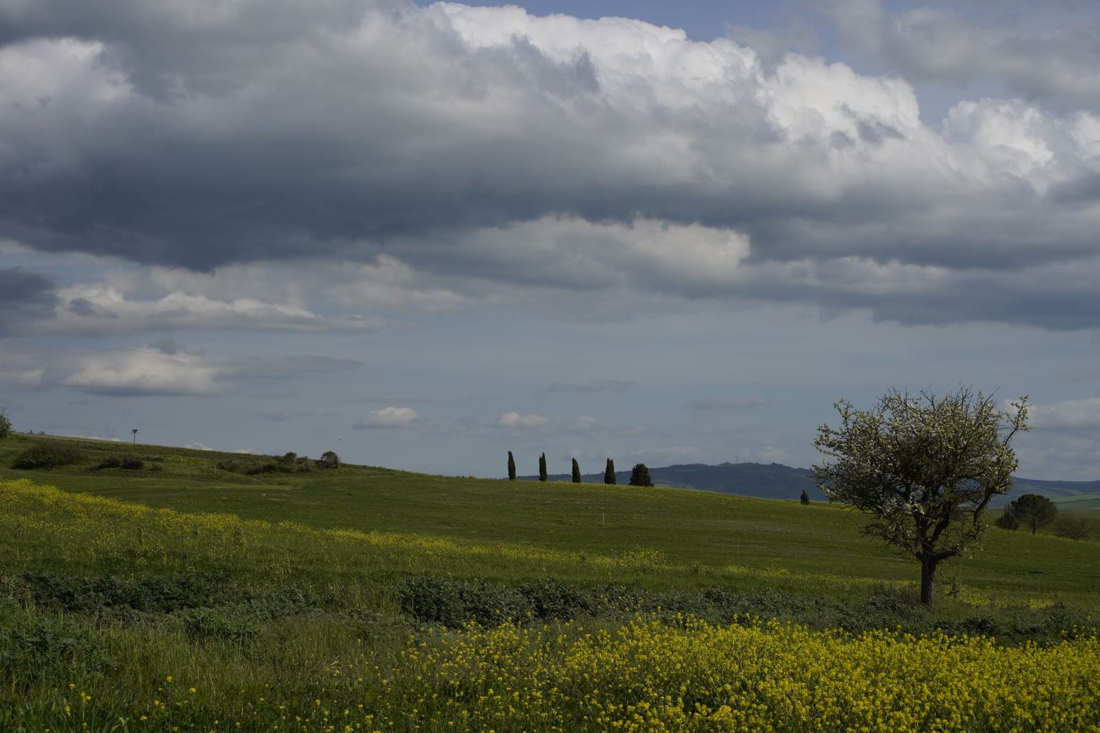 Les collines cultivées autour de Chianciano, un arbre isolé et des nuages bas