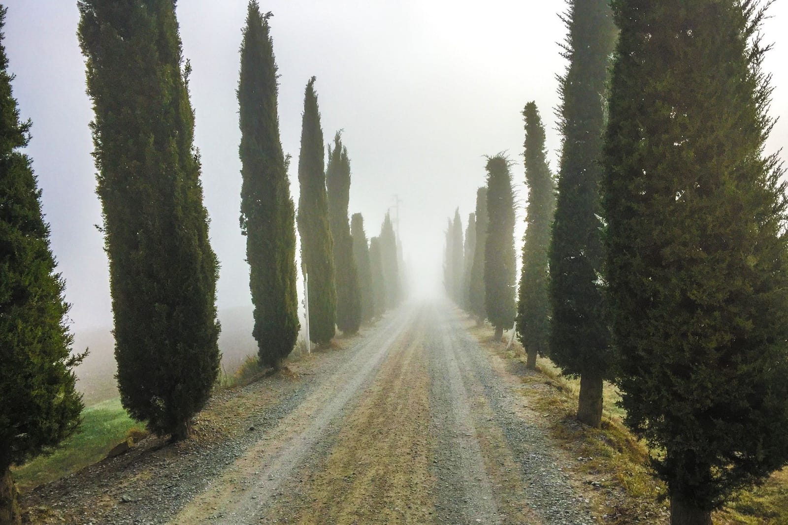 Una avenida de tierra flanqueada por cipreses en la niebla de la Val d'Orcia