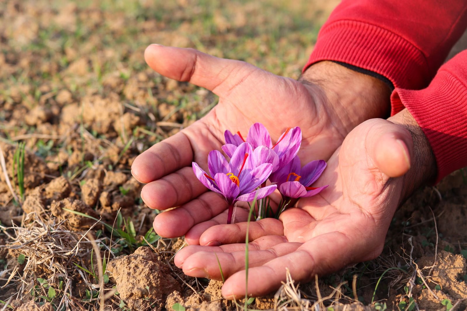Two hands picking a purple saffron flower in the field